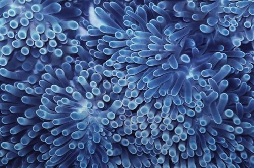 blue | ocean | sea | marine | water | coral