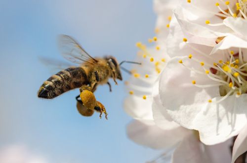 bee | flower | pollination | nature