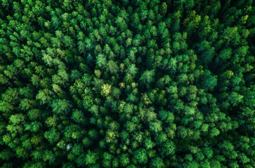 trees | environment | forest | ecosystem | sustainability | green | leaves | woods